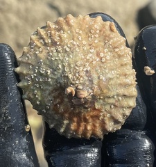 Crucibulum cyclopium