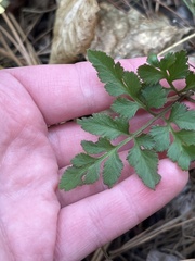 Sceptridium biternatum