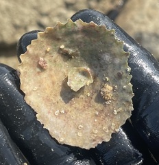 Crucibulum cyclopium