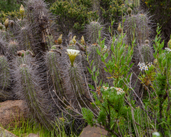 Trichocereus deserticola