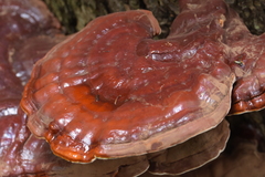 Ganoderma tsugae
