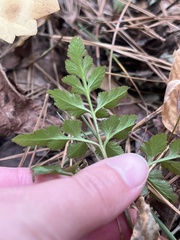 Sceptridium biternatum