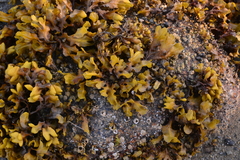 Fucus distichus