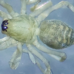 Agelenidae