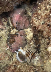 Opeatostoma pseudodon