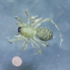 Agelenidae