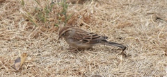 Spizella passerina