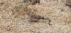 Spizella passerina