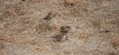 Spizella passerina