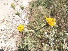 Helianthinae