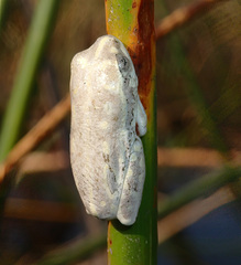 Hyperolius parallelus