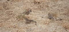 Spizella passerina