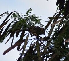 Campylorhynchus zonatus