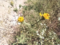 Helianthinae