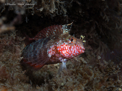 Malacoctenus macropus