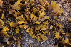 Fucus distichus
