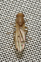 Opomyza florum