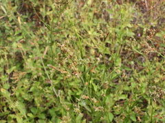 Verbena brasiliensis