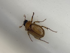 Cyclocephala lurida