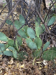 Opuntia littoralis