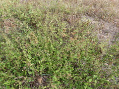 Verbena brasiliensis