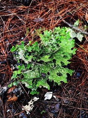 Lobaria