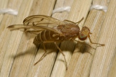 Opomyza florum