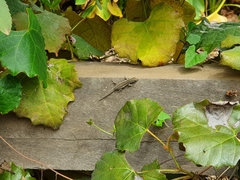 Lygodactylus capensis