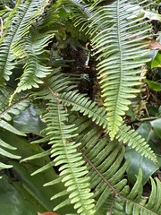 Sticherus owhyhensis