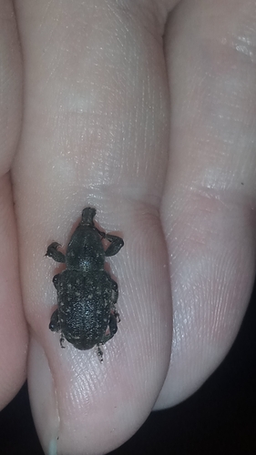 Pitch-eating Weevil photo 5