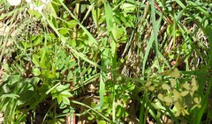 Vicia villosa