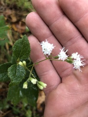 Ageratina aromatica