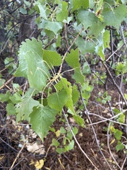 Populus fremontii