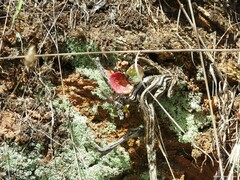 Umbilicus rupestris
