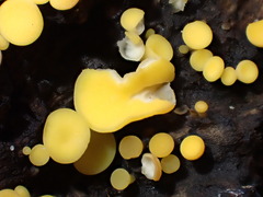 Calycina confluens