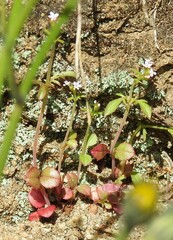 Centranthus calcitrapae