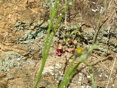 Centranthus calcitrapae