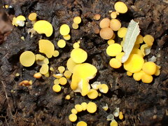 Calycina confluens