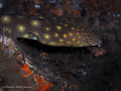 Myrichthys breviceps