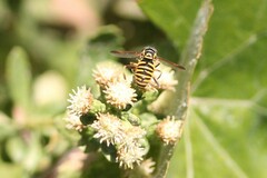 Spilomyia interrupta