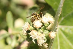 Spilomyia interrupta