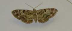 Eupithecia abietaria