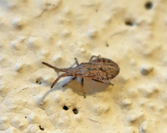 Scolopocerus secundarius