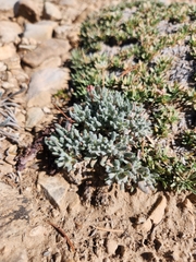 Eriogonum gracilipes