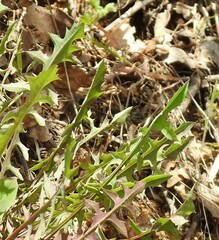 Lactuca viminea