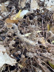 Phacelia ramosissima