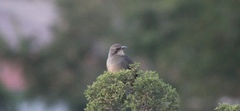 Toxostoma redivivum