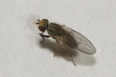 Trixoscelis frontalis