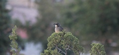 Toxostoma redivivum