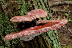 Ganoderma tsugae